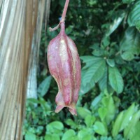 Barringtonia racemosa (L.) Spreng.